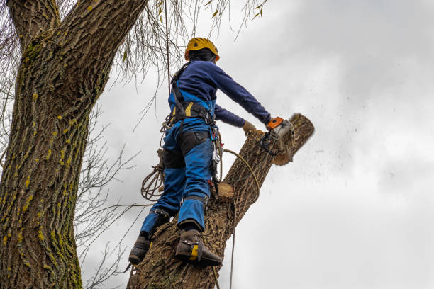 Tree and Shrub Care in Kenmore, NY