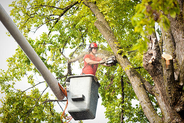 Kenmore, NY Tree Services Company